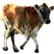 :Moo: (Common)