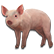 :oink: (uncommon)