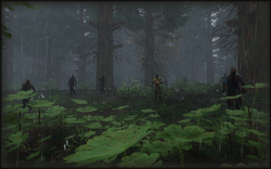 Profile Backgrounds/Forests, Steam Trading Cards Wiki