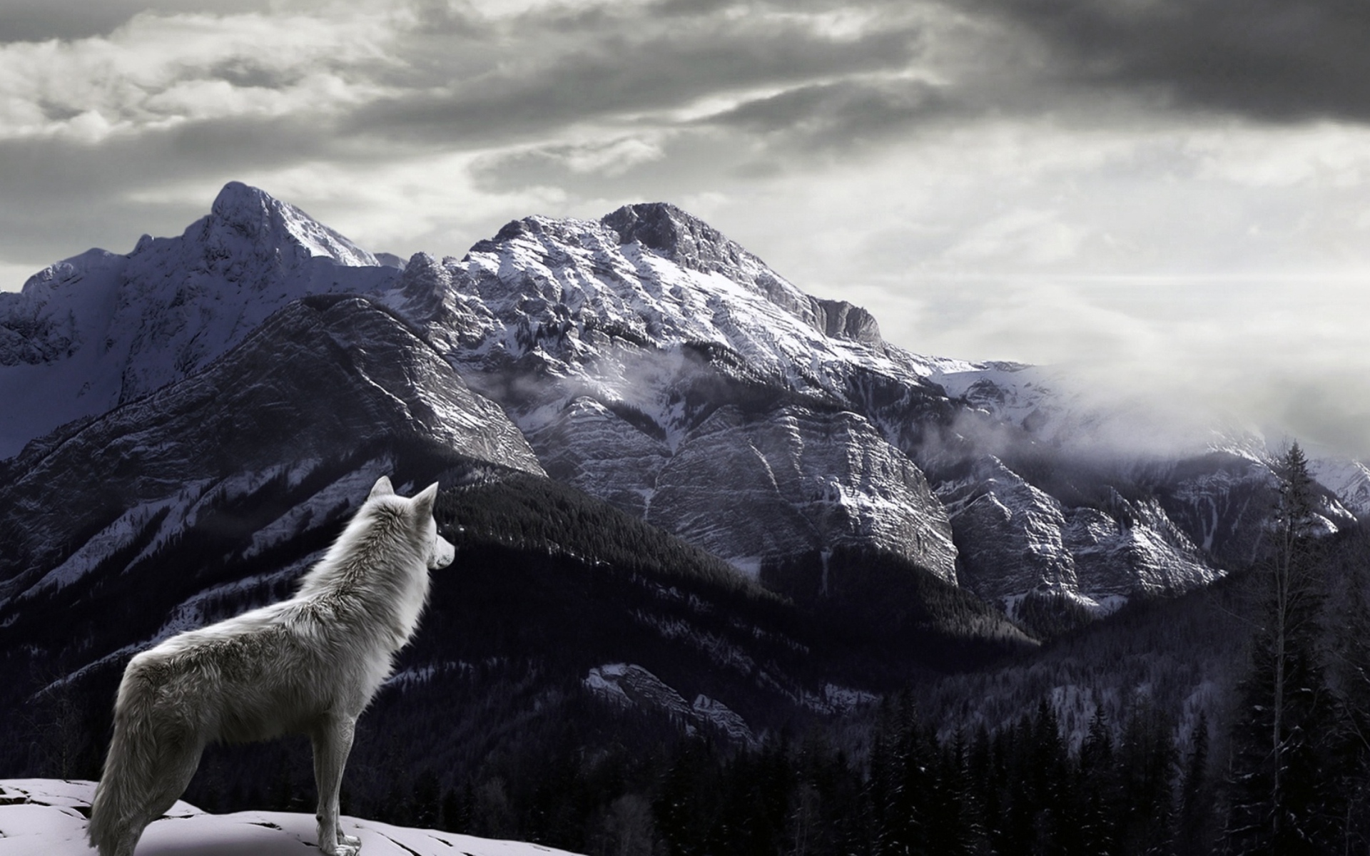 black and white wolf tumblr