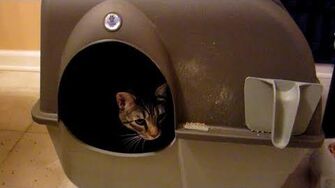 Self-Cleaning_Litter_Box_(Day_1199_-_3_7_13)