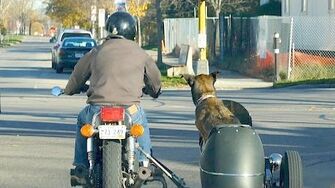 Dog_In_A_Sidecar_•_11.4.16