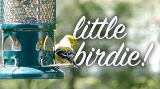 Hey_Little_Birdie!_•_4.7.17