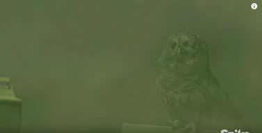 Owl Creature | Stephen King's The Mist Wiki | Fandom