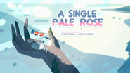 A Single Pale Rose 000