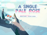 A Single Pale Rose