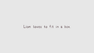 Lion Loves to Fit in a Box 001