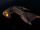 D'Kora class