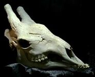 Xindi-Avian (skull)