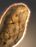 Andorian Tuber Root icon.png