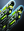 Elachi Dual Heavy Crescent Cannons icon