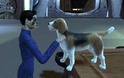 Pets can accompany your captain on ground and space maps