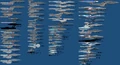 Size chart of playable and non-playable Starfleet ships from the TNG era to the PIC era.