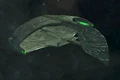 A Romulan D'deridex-class Battlecruiser