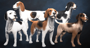 Beagles