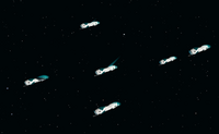 Tactical Flyer Squadrons - Pet