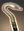 Ophidian Cane icon