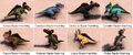 Raptor Hatchling breeds