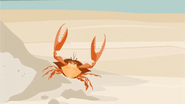 A crab walks towards Lo...