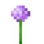 Allium