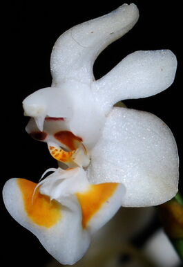 Phalaenopsis thailandica budowa2.jpg