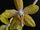 Phalaenopsis Alice Millard