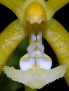 Phalaenopsis mannii flava budowa