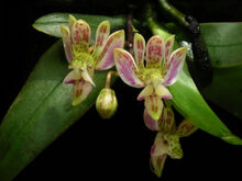 Phalaenopsis minus.jpg