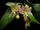 Phalaenopsis minus