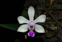 Phalaenopsis hainanensis.jpg