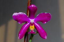 Phal. pulchra