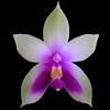 Phalaenopsis bellina thumb.jpg