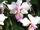 Phalaenopsis Baguio