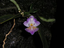 Phalaenopsis appendiculata