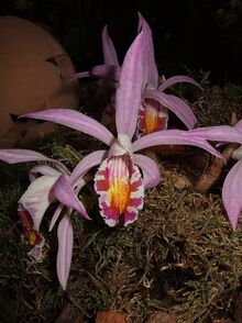 Pleione lagenaria