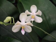 Phalaenopsis TH Pearl