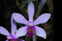 Phalaenopsis honghenensis