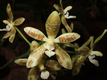 Phalaenopsis viridis.jpg