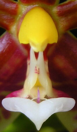 Phalaenopsis lamelligera budowa