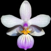 Phalaenopsis lindenii thumb.jpg