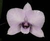 Dendrobium bigibbum coerulea