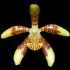 Phalaenopsis kunstleri thumb.jpg