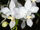 Phal. equestris alba.jpg