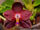 Phalaenopsis Brother Ambo Passion