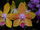 Phalaenopsis Charm Sun Mini Sweetie