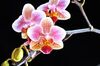 Phalaenopsis Cassandra Little Prince.jpg