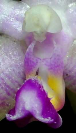 Phalaenopsis modesta budowa2.jpg