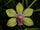 Phalaenopsis stobartiana variant.jpg
