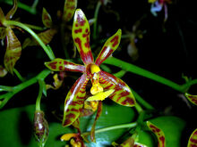 Phalaenopsis mannii.jpg