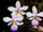 Phalaenopsis lindenii.jpg